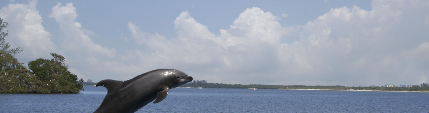 Island Inn Sanibel Dolphins