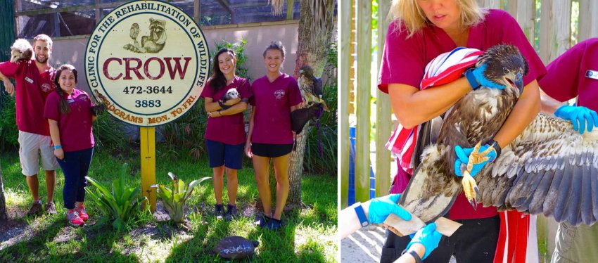 CROW - Clinic for the Rehabilitation of Wildlife