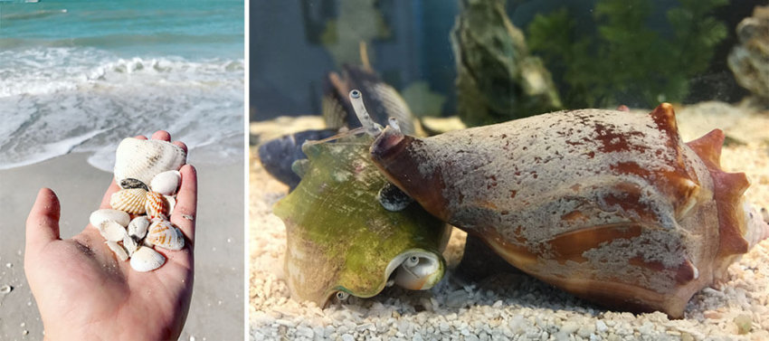 Island Inn Vacation - National Shell Museum - Sanibel Island