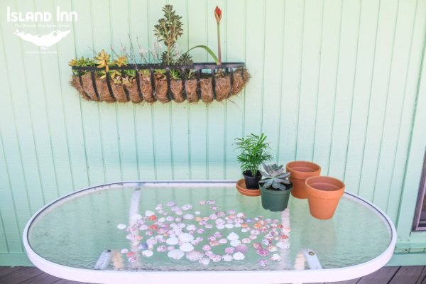 Sanibel Shell Planter Step 1