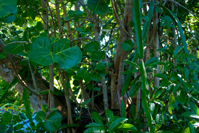 Ding Darling Shell Mound Trail