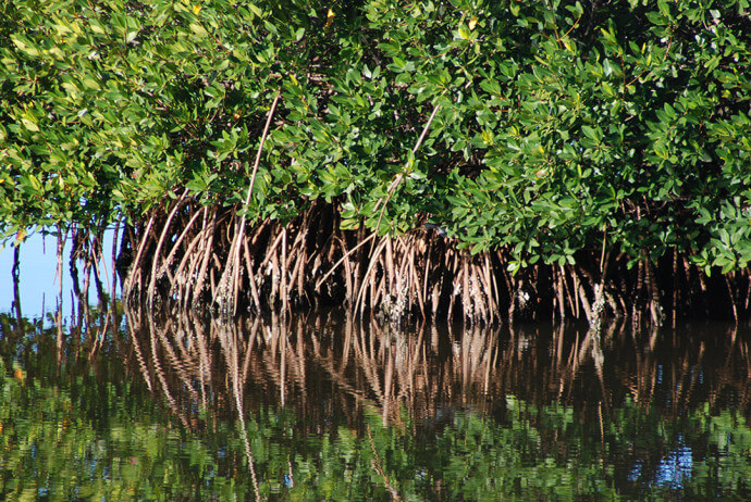 Ding Darling Wulfert Keys Trail