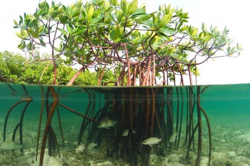 Sanibel Ecosystem in clean water ecosystem